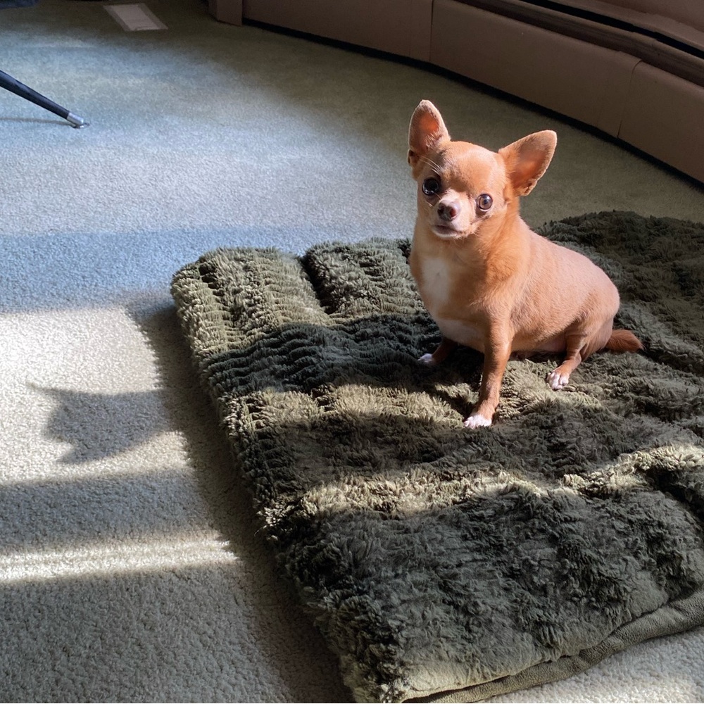 MIA 🐾 🎀 🤗 is making a live appearance! (notification post)